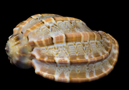 Seashell Harpa major isolated on black background