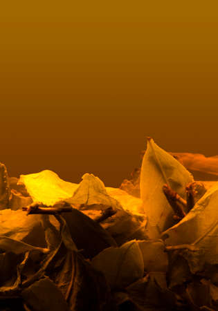 Chinese tea leavesの写真素材