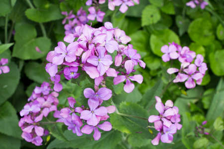Flowers of Lunaria  common name honesty  is a genus of flowering plants in the family Brassicaceaeの写真素材