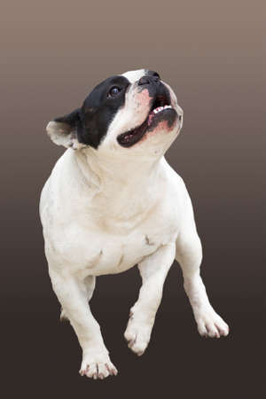 Running dog breed French Bulldog on a brown backgroundの写真素材