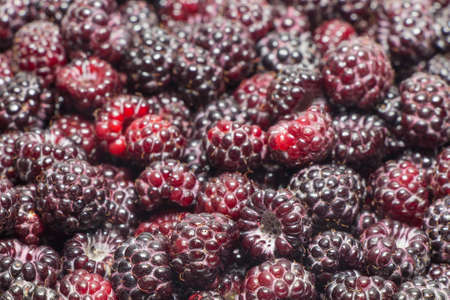 Black raspberries closeup background  Focus on foregroundの写真素材