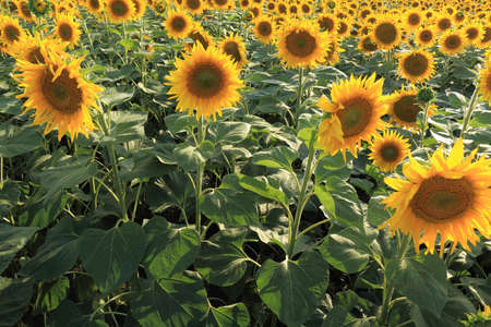 Blossoming sunflowers in the field in summer day, backgroundの写真素材