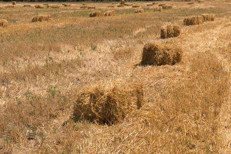 Straw in the field, the rest after the harvest