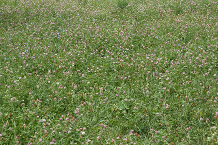 Background of blossoming clover (Trifolium), or trefoil on meadowの写真素材
