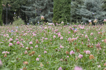 Lawn of a blossoming clover in park close upの写真素材