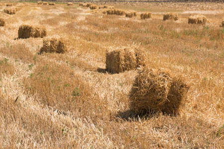 Haystacks in the field after harvest in summer dayの写真素材
