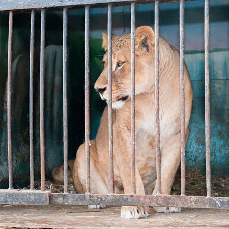 Lioness behind bars in a zoo cage in Pyatigorsk (Russia)の写真素材