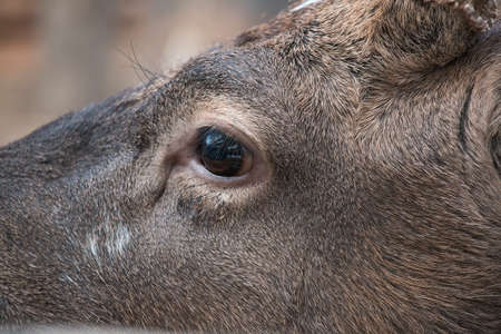 Fragment muzzle deer close upの写真素材