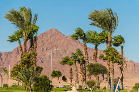 Views of palm trees and mountains in the desert in Sharm el-Sheikh, Egypt