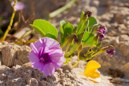 Blossoming Ipomoea pes-caprae on the coral reef