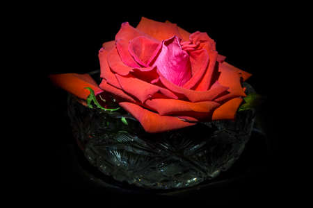 Red rose in crystal bowl on a dark backgroundの写真素材