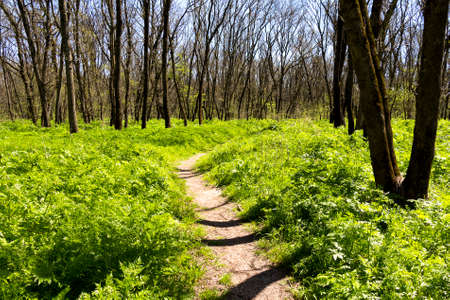 Path in spring forest in a sunny day