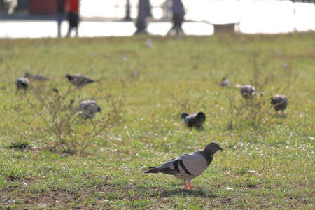 Pigeons walking on grass at summer morningの写真素材