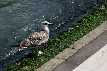 Seagull walking along the shore with algae in sunny dayの写真素材