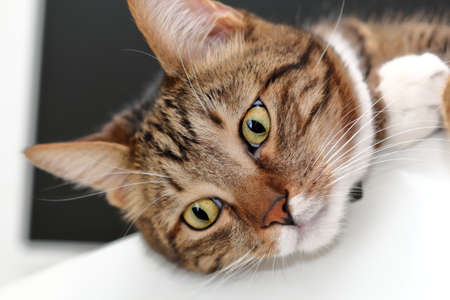 Muzzle of a domestic cat close up.
