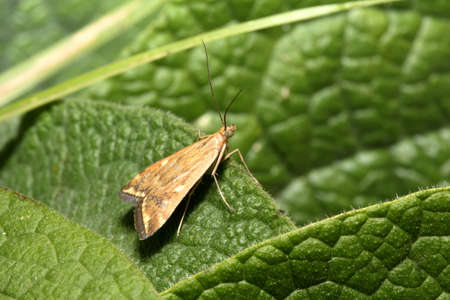 Butterfly on leaves of a plant close-upの写真素材