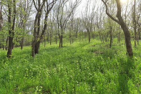 Beautiful spring forest with haze and sunの写真素材