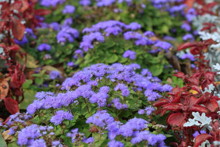 Ageratum flowers in a row on the flowerbed.