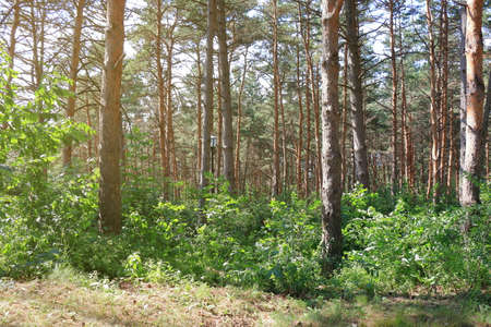 Trunks of trees in a pine forest at sunset. Public park in Kislovodsk, Russia