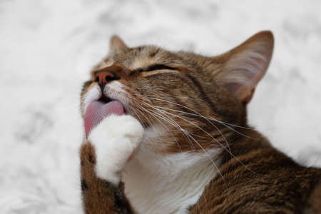 Portrait of a licking striped short-haired domestic cat