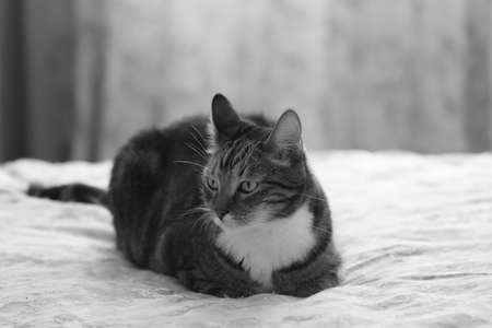 A tabby domestic cat lies on the cloth mat. Monochrome imageの写真素材