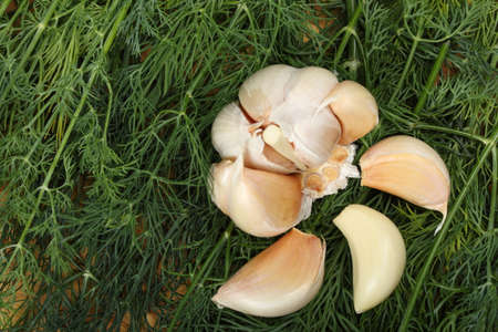 The garlic head rests on fresh dill leaves. Cooking conceptの写真素材