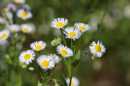Erigeron annuus (annual fleabane or daisy fleabane) in the natural environment. Selective focus