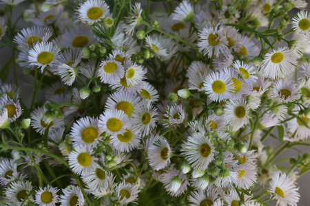 Blossoming Erigeron annuus (annual fleabane or daisy fleabane) in the natural environment. Selective focusの写真素材