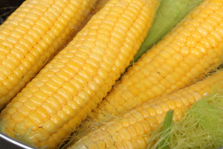 Ripe corn heads in a pan with boiling water. The concept of cooking