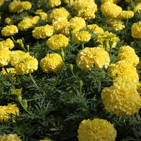 Yellow Marigold flowers in a park at a bright sunny dayの写真素材