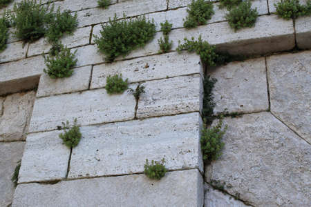Details of an old white stone wall with plants between bricks. Antique backgroundの写真素材