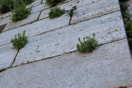 Details of an old white stone wall with plants between bricks. Antique backgroundの写真素材