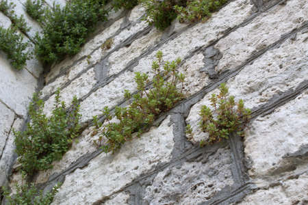 Old white stone wall with plants between bricks. Antique backgroundの写真素材