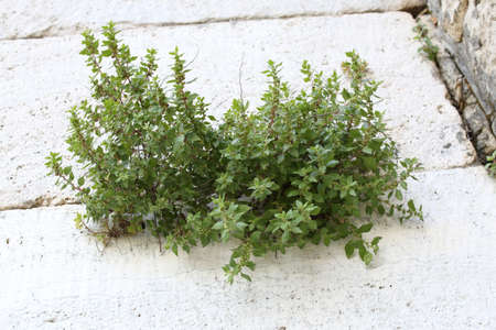 Plants between bricks of an old stone wall. Antique backgroundの写真素材