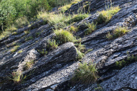 Plants on a rock in a summer morning. Natural background