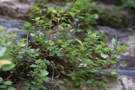 Purslane plant (Portulaca oleracea, also known as verdolaga, red root, or pursley) on a rock in a natural environmentの写真素材