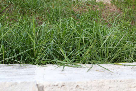 Green grass and white stone blockの写真素材