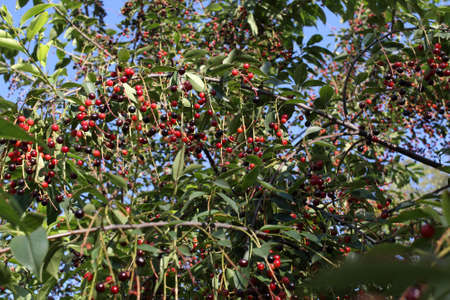 Prunus padus fruits on a branches close-up. Also known as bird cherry, hackberry, hagberry, or Mayday treeの写真素材
