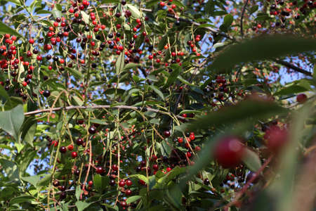 Prunus padus fruits on a branches close-up. Also known as bird cherry, hackberry, hagberry, or Mayday treeの写真素材