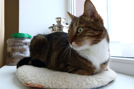 Mackerel tabby domestic cat on windowsill indoorsの写真素材