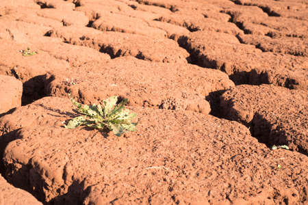 Green plant on cracked dry earth. Drought. Water scarcity. Changing of the climate. Dry season. red...