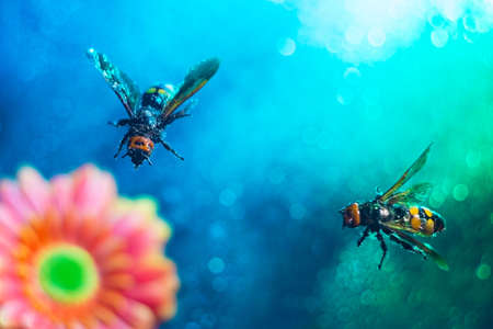 two big queen bees. A pair of wasps flying, on a colorful background, on gerbera flowers. Bees collecting honey. Beautiful multi-colored, floral background. Advertising photo of insectsの写真素材