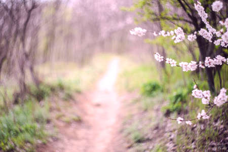 Spring blurred background. White and pink cherry flowers. Spring park, on the background pathの写真素材
