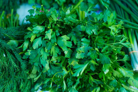 Fresh green saladclose-up texture of green salad, onion, parsley, cilantro, dill