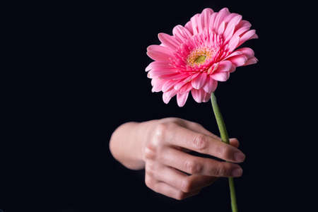 Pink gerbera flower isolated on white background.Close-up of a girl's hand holding a pink gerbera flower, on black backgroundの写真素材