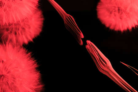 Dandelion flower, on a black mirror background. In color live coral. Creative concept. Minimalism....