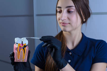 Close-up of a dentist doctor, smiling, wearing gloves, holding in his hand a dental instrument for examination, and a dummy of human jaws showing on themの写真素材