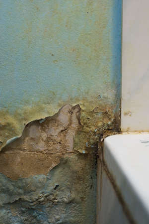 green and black mold, a type of fungus that parasitizes on tiles in the bathroom.の写真素材