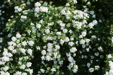 A branch of the spirea. Blooming spirea by white small flowers. Spirea wallpaper. top view, texture...