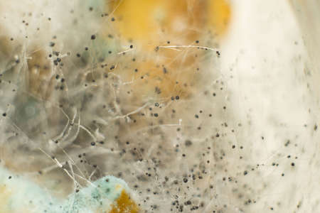 Tiny Slime mold growing on the forest floor macro photography close-up of penicillin, green mold, white fluff of tender Mold in the sun. Abstract closeup of penicillin Small mushrooms growing on a dried lemon peel. Fruit mold.の写真素材